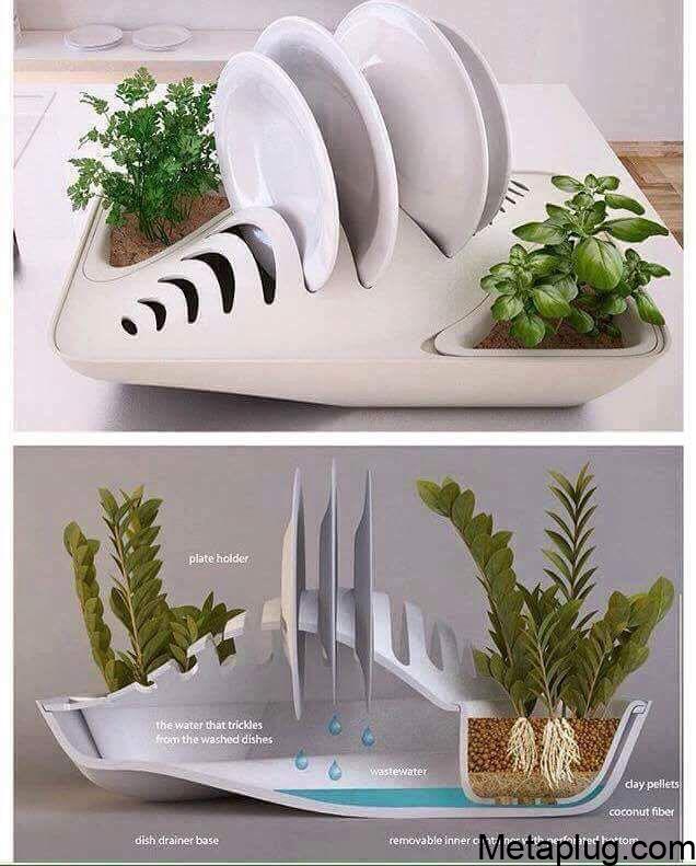 Dish Rack Water Plant